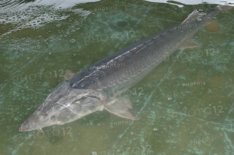 ROMANIA, Tulcea, Isaccea, Large female sturgeon kept for breeding purposes at the Casa Caviar sturgeon hatchery