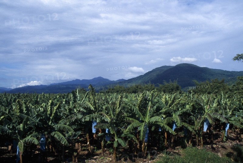 JAMAICA, St Thomas, Banana plantation.