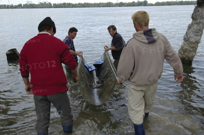 ROMANIA, Tulcea, Isaccea, Female sturgeon at the Casa Caviar sturgeon hatchery being released in the Danube River