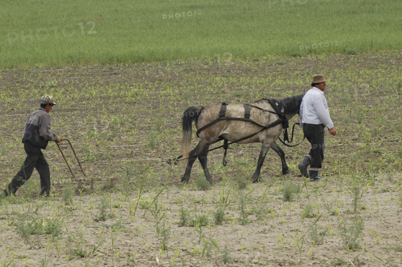 ROMANIA, Tulcea, Isaccea, Romanian farmer and his farmhand weeding the fields with a horse drawn weeding machine