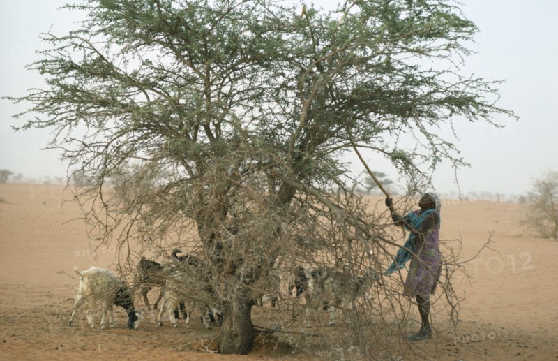 SUDAN, North Kordofan, Farming, Woman shaking leaves off  Acacia tree to feed goat herd.
