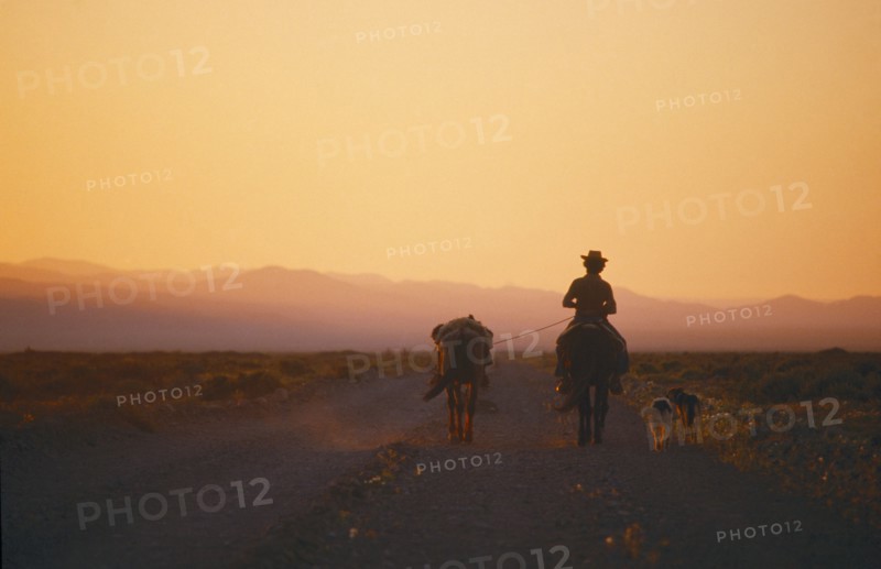 CHILE, Farming, Gaucho on horseback riding along dirt road at sunset leading a packhorse and with two dogs running alongside.