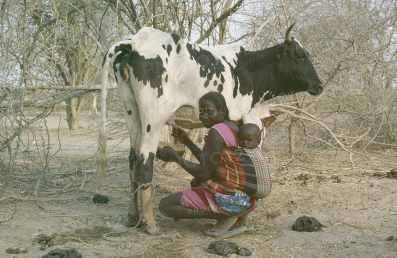 SUDAN, South Darfur, Baggara Arabs.  Woman from the Beni Halba tribe carrying child tied to her back while milking a cow.  Women are responsible for childcare and milking.