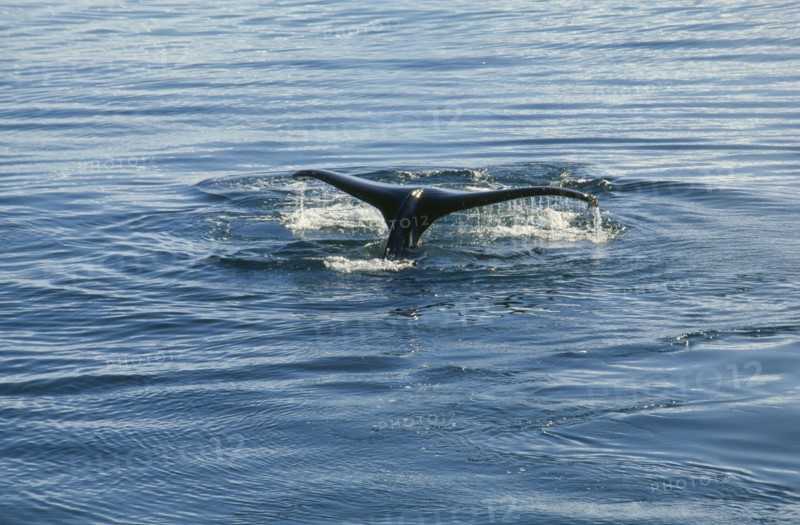 ANTARCTICA, Antarctic Peninsula, Crystal Sound, Humpback Whale breaching water.