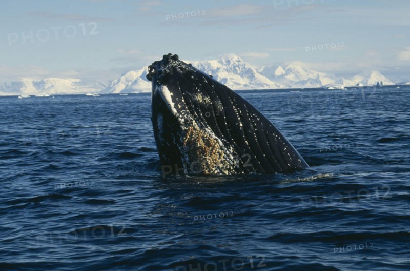 ANTARCTICA, Antarctic Peninsula, Crystal Sound, Humpback Whale surfacing in water.
