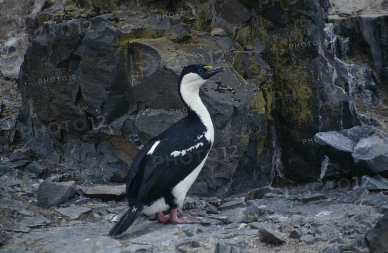 ANTARCTICA, Antarctic Peninsula, Livingstone Island, Hannah Point.  Blue eyed shag.