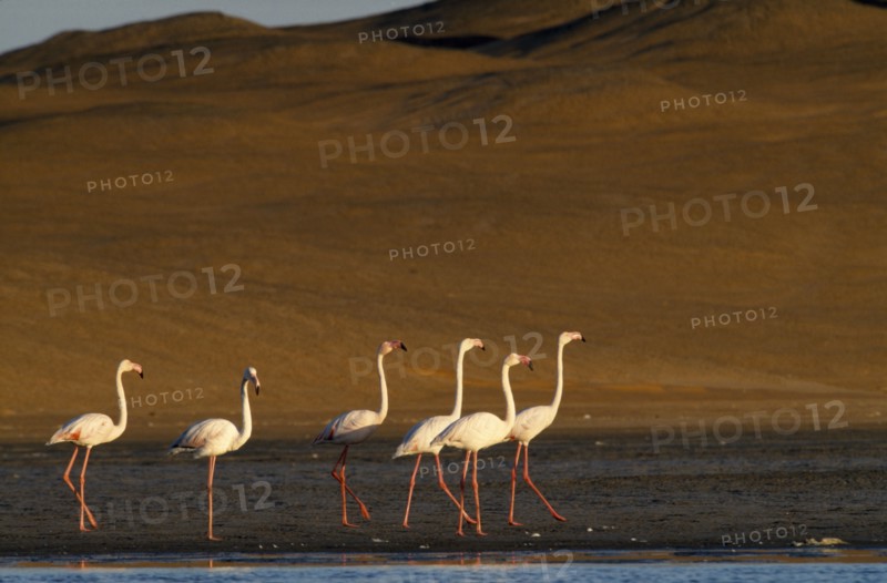 NAMIBIA, Walvis Bay, Flock of Greater Flamingoes walking along the edge of the shallow salt pans with sand dunes behind