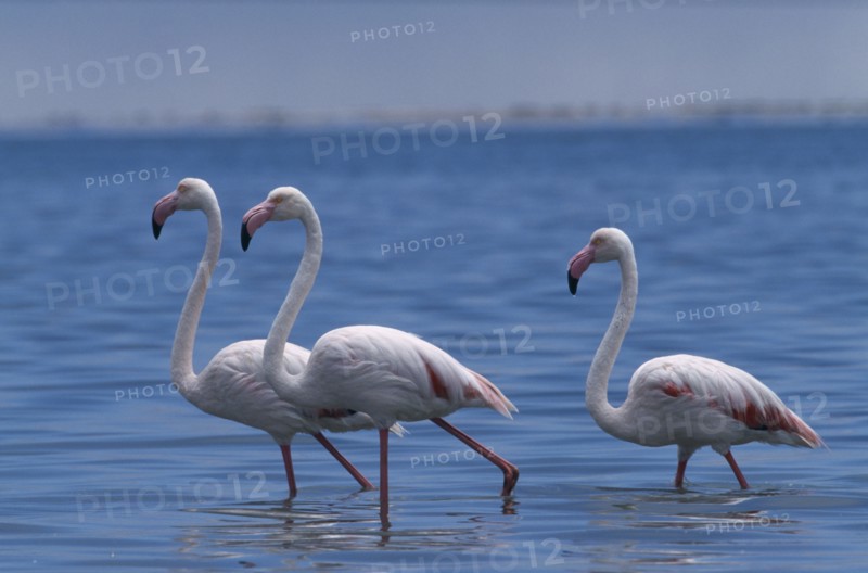 NAMIBIA, Walvis Bay, Flock of Greater Flamingoes wading in the shallow salt pans with the lagoon beyond