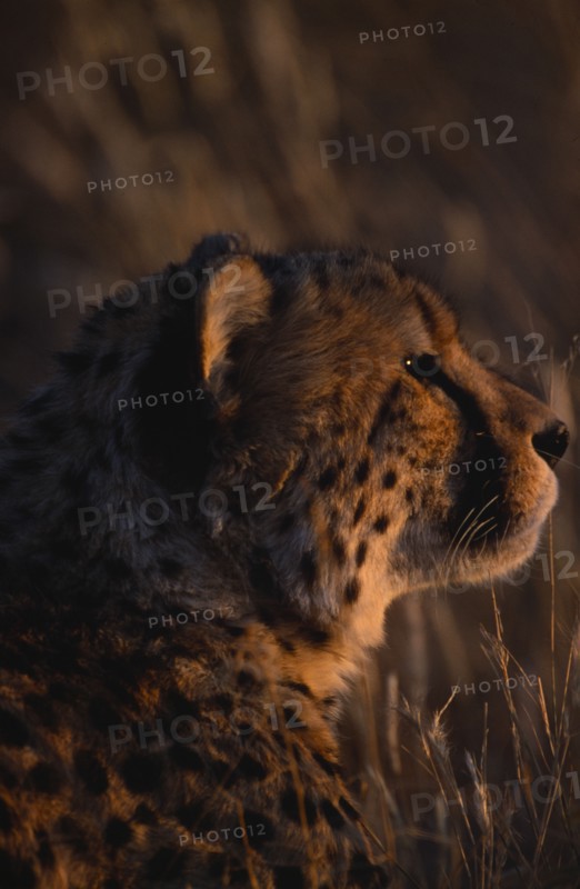 NAMIBIA, General, Profile shot of a Cheetah in warm evening light