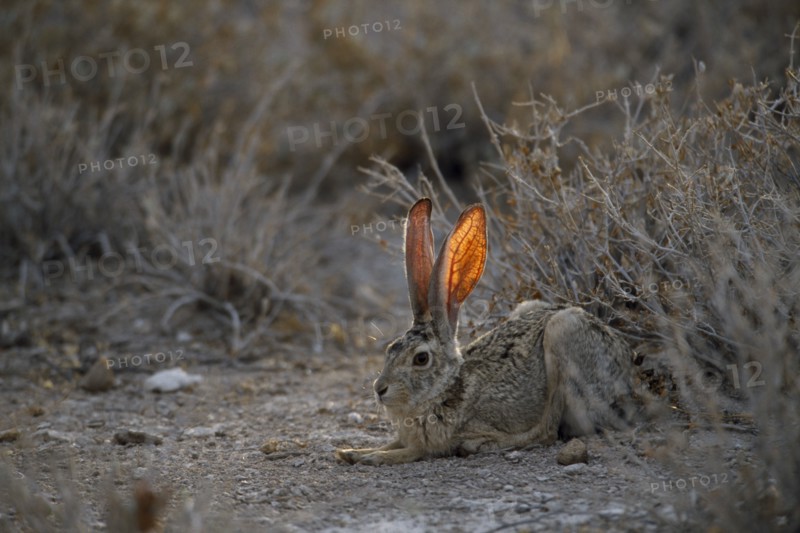 NAMIBIA, Etosha National Park, Scrub Hare sitting near bushes