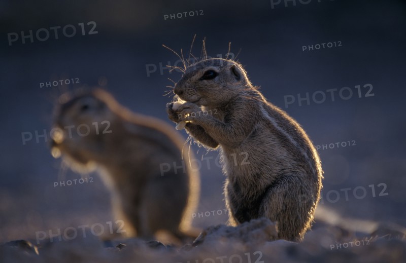 NAMIBIA, Etosha National Park, Ground Squirrels foraging on the ground