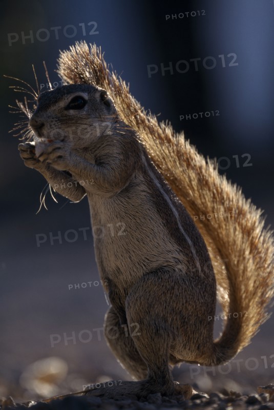NAMIBIA, Etosha National Park, Ground Squirrel standing upright shading itself with its tail