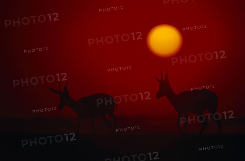 NAMIBIA, Etosha National Park, Springbok silhouetted against a red sky with an orange setting sun