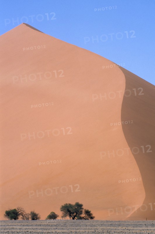 NAMIBIA, Namib Desert, Orange sand dunes with small trees at the base and blue sky above