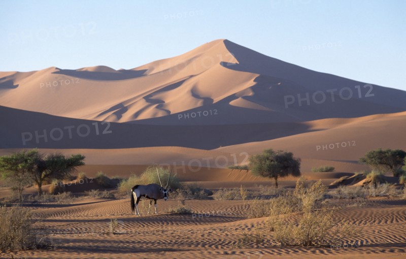NAMIBIA, Namib Desert, Lone Gemsbok in dry riverbed with sand dunes behind