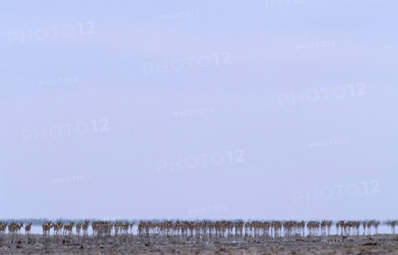 NAMIBIA, Etosha National Park, Line of Springbok walking in mirage of intense summer heat across the Etosha Pan
