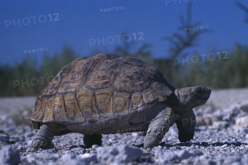NAMIBIA, Etosha National Park, Tortoise walking on gravel