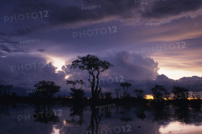 NAMIBIA, Etosha National Park, Dramatic purple and blue sunset over silhouetted Ghost trees reflected in summer storm waters