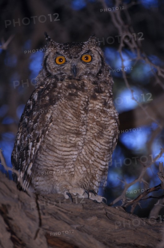 NAMIBIA, Etosha National Park, Close up of a Spotted Eagle Owl sitting on an acacia tree branch
