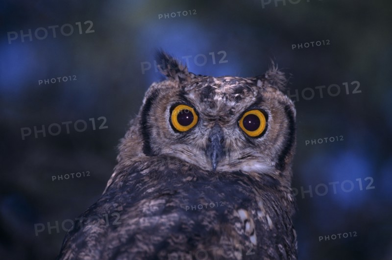 NAMIBIA, Etosha National Park, Close up of a Spotted Eagle Owl sitting on an acacia tree branch
