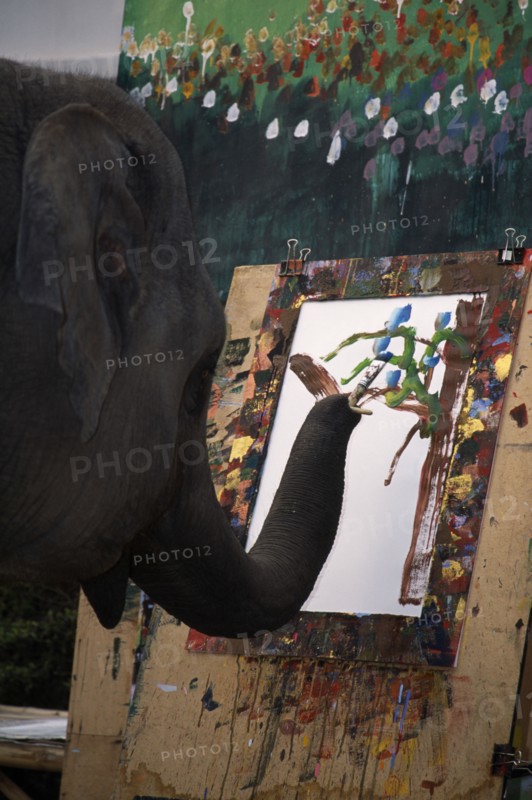THAILAND, North, Chiang Mai, An elephant from Maesa Elephant Camp painting a picture of orchids