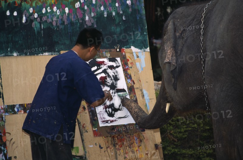 THAILAND, North, Chiang Mai, An elephant from Maesa Elephant Camp with his art teacher painting a picture of orchids