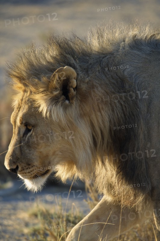 NAMIBIA, Etosha National Park, Profile shot of a Male Lion in the early morning light