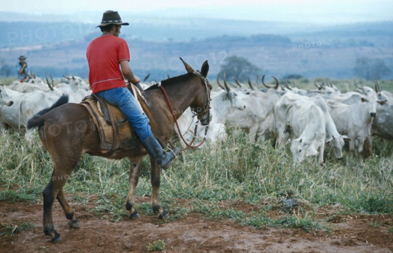 BRAZIL, Farming, Melori cattle and cowboy on horse.