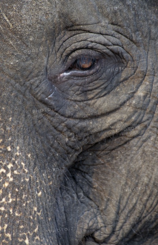 CAMBODIA, Siem Reap, Angkor, Asian Elephant detail of its eye and mouth