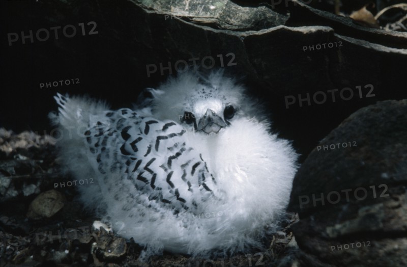 SEYCHELLES, Aride Island, White Tailed Tropic Bird chick.