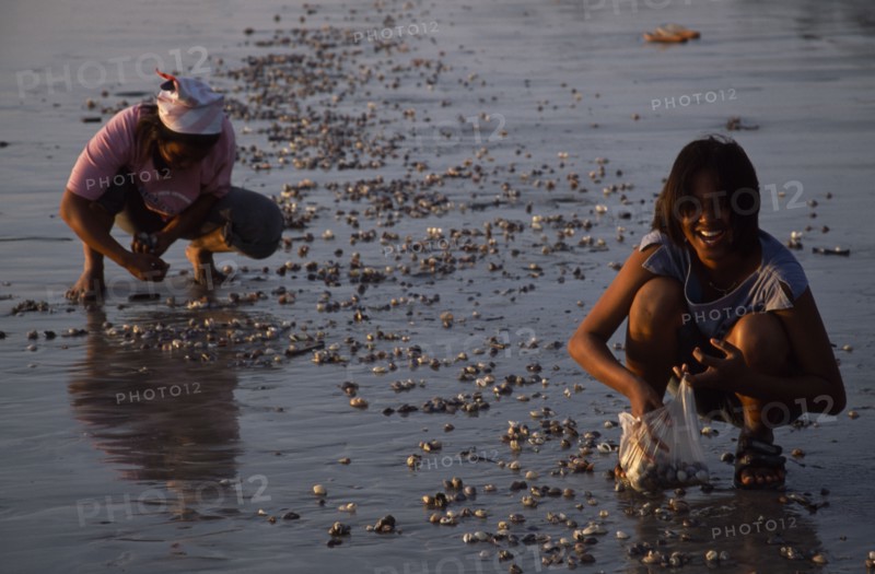 THAILAND, Krabi, Koh Lanta Yai, Klong Dao beach two women collecting shellfish at low tide