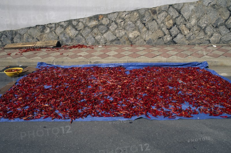 SOUTH KOREA, Inchon, Red chilli peppers left out to dry in the sun on pavement.