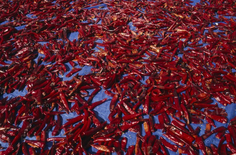 SOUTH KOREA, Inchon, Red chilli peppers left out to dry in the sun on pavement.