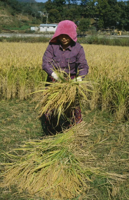 SOUTH KOREA, Farming, Woman harvesting rice.
