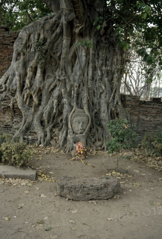 THAILAND, Ayutthaya, Buddha head embedded in Ancient tree.