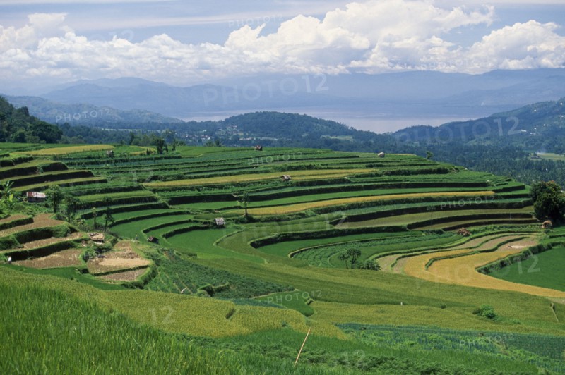 INDONESIA, Sumatra, Bukittingi, Minangkabau tribal rice terraces