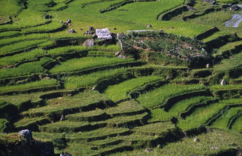 INDONESIA, Toraja, Rice terraces