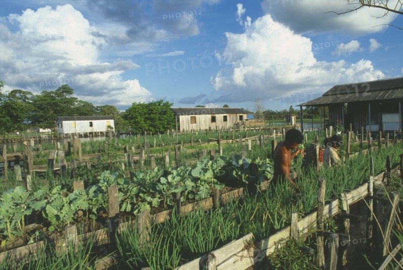BRAZIL, Amazonas, Sitio Sao Jose, People working on raised vegetable beds along the River Amazon near Itacoatiara.