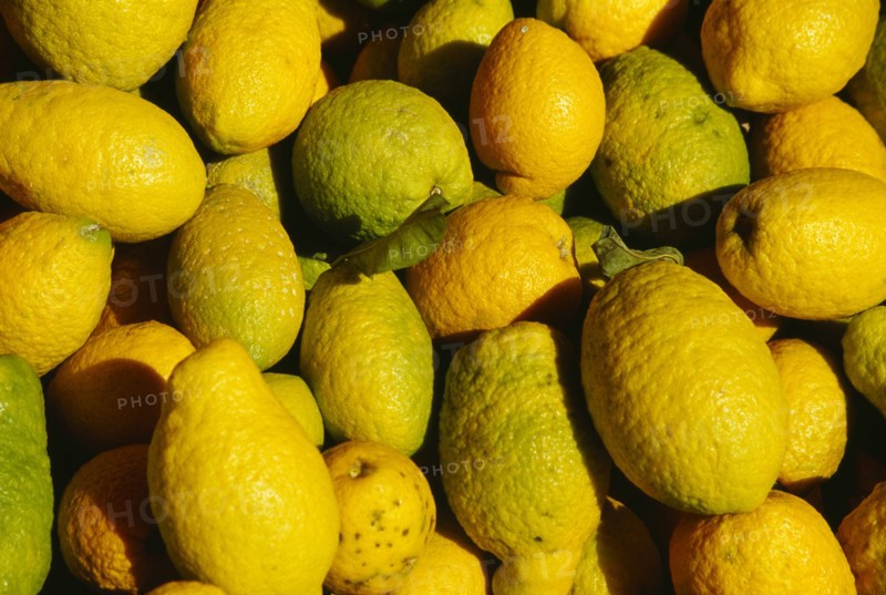 ITALY, Sicily, Palermo, Close view of cedro Sicilian lemons.
