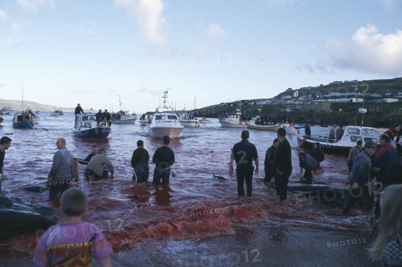 DENMARK, Faroe Islands, Streymoy Island, Torshavn.  Grindadrap traditional killing of pods of pilot whales.  People on beach watching flotilla of small fishing boats bring in whale carcasses.