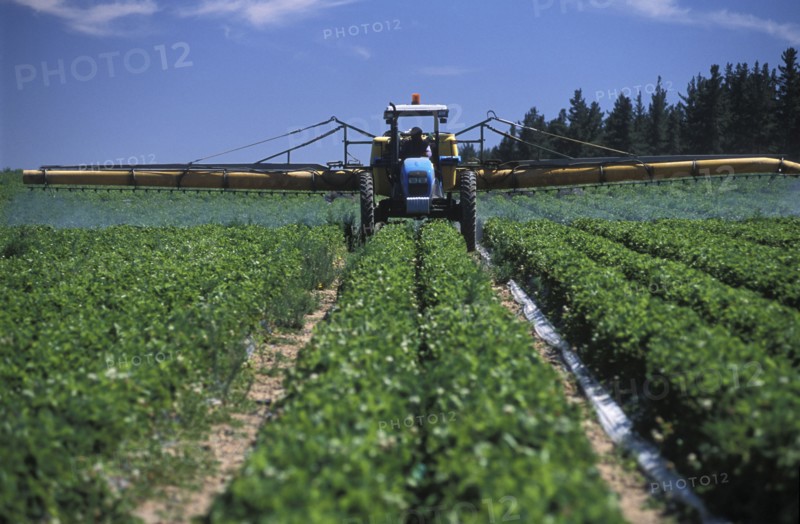SOUTH AFRICA, Western Cape, Stellenbosch, Agricultural farm labourer spraying strawberry fields at Mooiberg fruit and vegetable farm