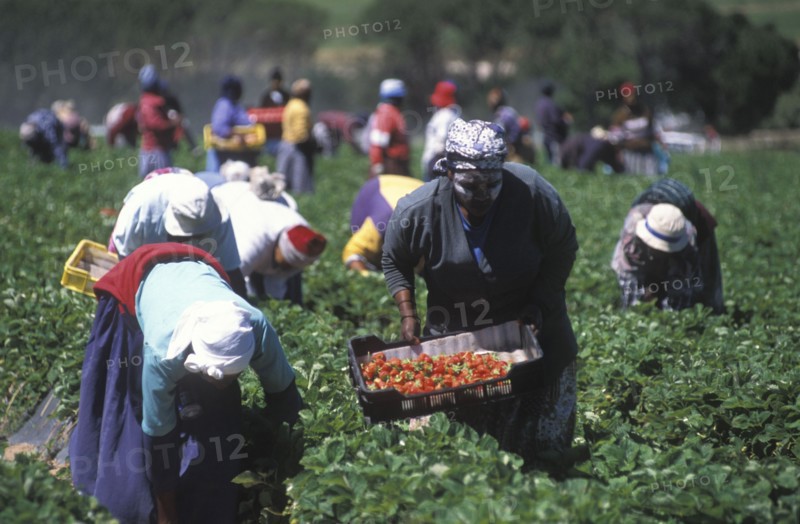 SOUTH AFRICA, Western Cape, Stellenbosch, Agricultural farm labourers picking strawberries at Mooiberg fruit and vegetable farm