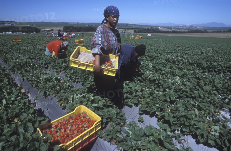 SOUTH AFRICA, Western Cape, Stellenbosch, Agricultural farm labourers picking strawberries at Mooiberg fruit and vegetable farm