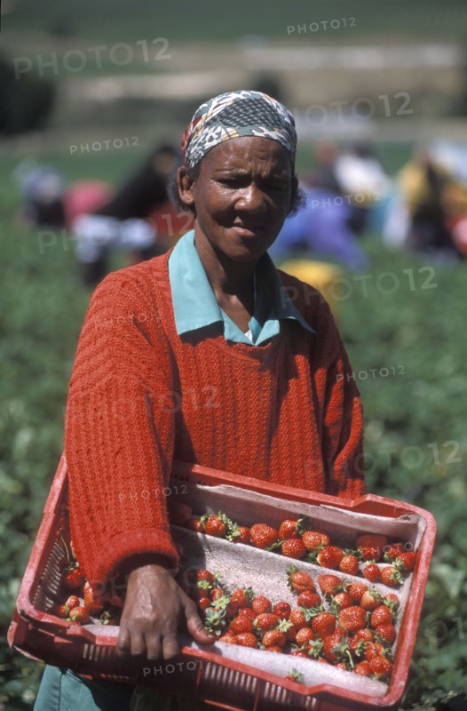 SOUTH AFRICA, Western Cape, Stellenbosch, Agricultural farm labourer with a basket of strawberries at Mooiberg fruit and vegetable farm