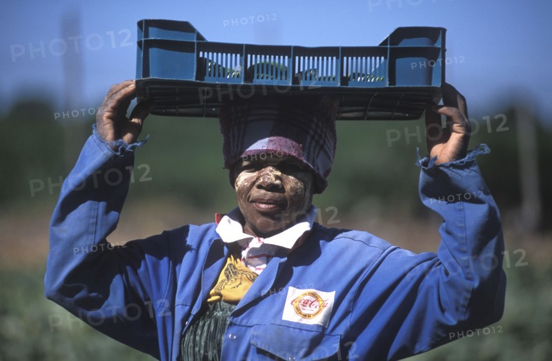 SOUTH AFRICA, Western Cape, Stellenbosch, Agricultural farm labourer with basket of cucumbers at Mooiberg fruit and vegetable farm