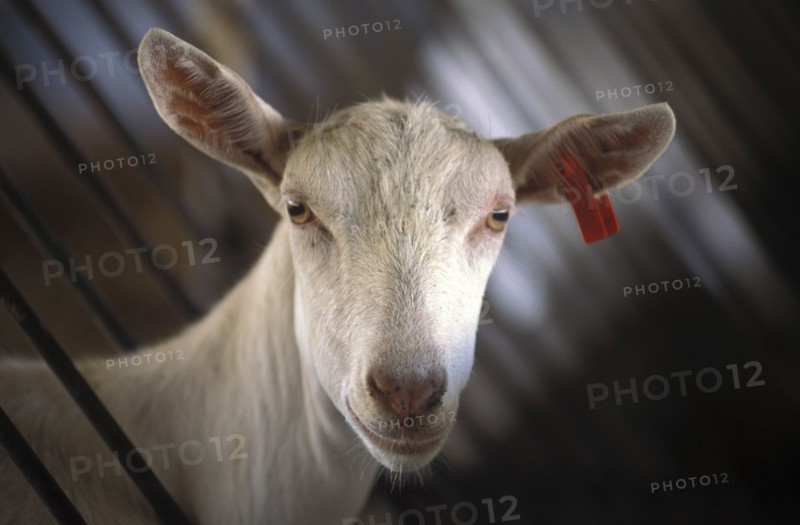 SOUTH AFRICA, Western Cape, Stellenbosch, Portrait of a goat prior to being milked at Fairview goats cheese and wine estate