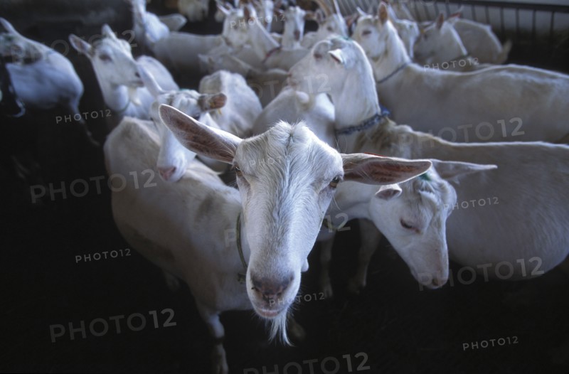 SOUTH AFRICA, Western Cape, Paarl, Herd of goats prior to being milked at Fairview goats cheese and wine estate
