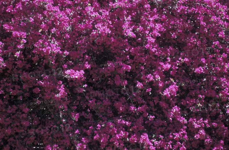 SOUTH AFRICA, Western Cape, Riebeek Kasteel, Close up of a Bougainvillea plant with purple pink flowers