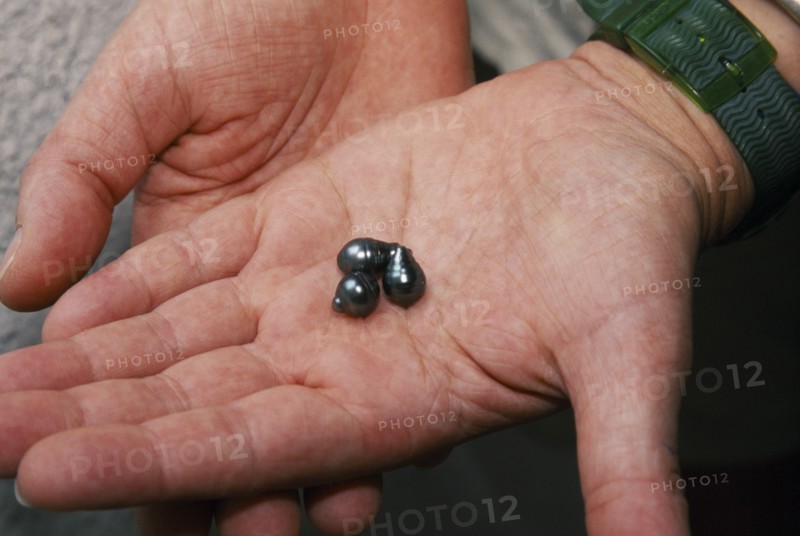 PACIFIC ISLANDS, French Polynesia, Tuamotu Islands, Manihi.  Black pearls held in palm of hand.
