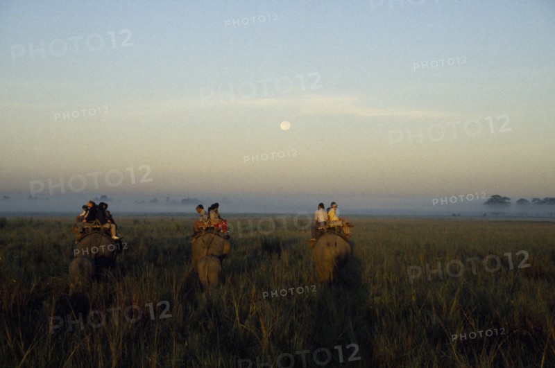 INDIA, Assam, Kaziranga National  Park, Tourists mounted on elephants on safari to see rhino